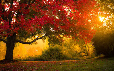 trees in autumn