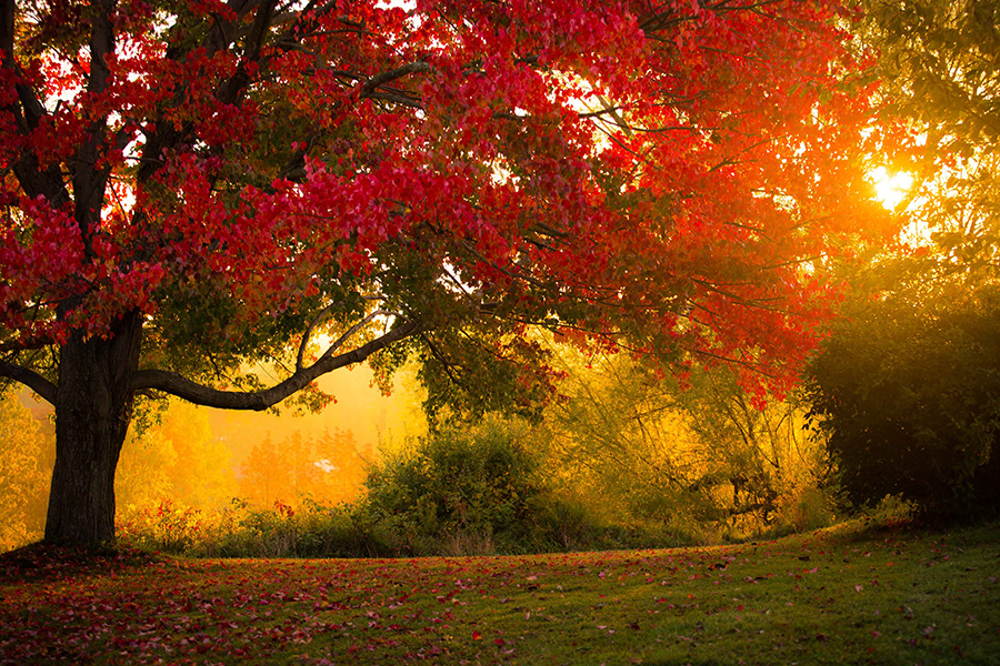 trees in autumn